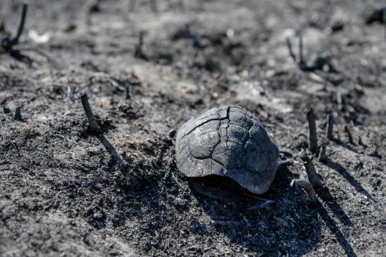 Ένα κέλυφος χελώνας σε γη που καταστράφηκε από πυρκαγιά στις 27 Ιουλίου 2023 στην Κέρκυρα (AFP - Armend NIMANI)