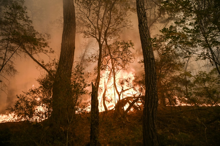 Δασική πυρκαγιά στον εθνικό δρυμό Δαδιάς, κοντά στην Αλεξανδρούπολη, στις 2 Σεπτεμβρίου 2023 στη βόρεια Ελλάδα (AFP - Σάκης Μητρολίδης)