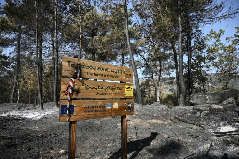 Περιοχή που καταστράφηκε από δασική πυρκαγιά στον εθνικό δρυμό Δαδιάς, κοντά στην Αλεξανδρούπολη, στις 2 Σεπτεμβρίου 2023 στη βόρεια Ελλάδα (AFP - Σάκης Μητρολίδης)