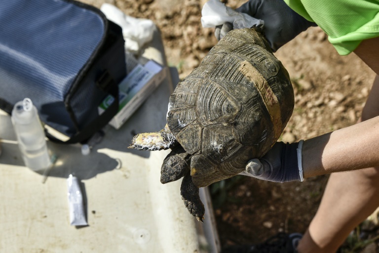 Η κτηνίατρος Κλεοπάτρα Γκίκα εφαρμόζει αντισηπτική κρέμα στο τραυματισμένο πόδι μιας χελώνας στις 29 Σεπτεμβρίου 2023 στα Καλύβια Θορικού, Ελλάδα (AFP - Σπύρος ΜΠΑΚΑΛΗΣ)