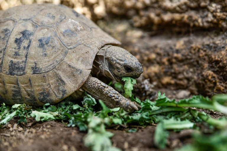 Μια χελώνα τρώει σαλάτα στις 29 Σεπτεμβρίου 2023 στα Καλύβια Θορικού, Ελλάδα (AFP - Σπύρος ΜΠΑΚΑΛΗΣ)