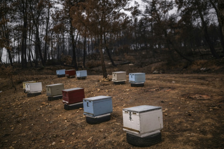 Κυψέλες μελισσών σε καμένο δάσος κοντά στο χωριό Πελαγία, στην περιοχή του Έβρου, στις 25 Οκτωβρίου 2023 στην Ελλάδα (AFP - Άγγελος Τζωρτζίνης)