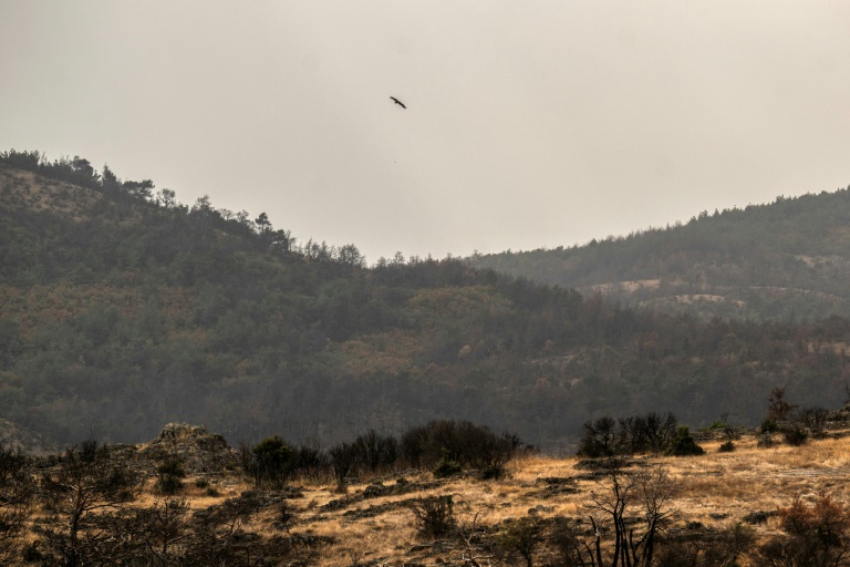 Μαυρόγυπας πετάει πάνω από δάσος στην περιοχή του Έβρου, κοντά στο χωριό Δαδιά, στις 26 Οκτωβρίου 2023 στην Ελλάδα (AFP - Άγγελος Τζωρτζίνης)